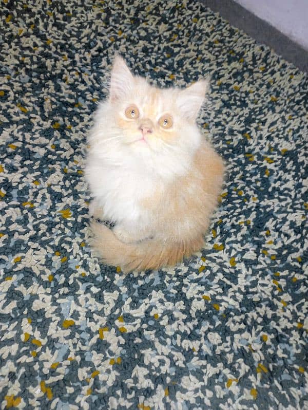 Perscian Cat For sale 1