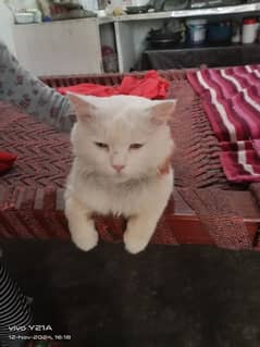 cat male for sale hy