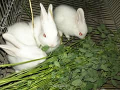 baby rabbits 2 months and 3 months old