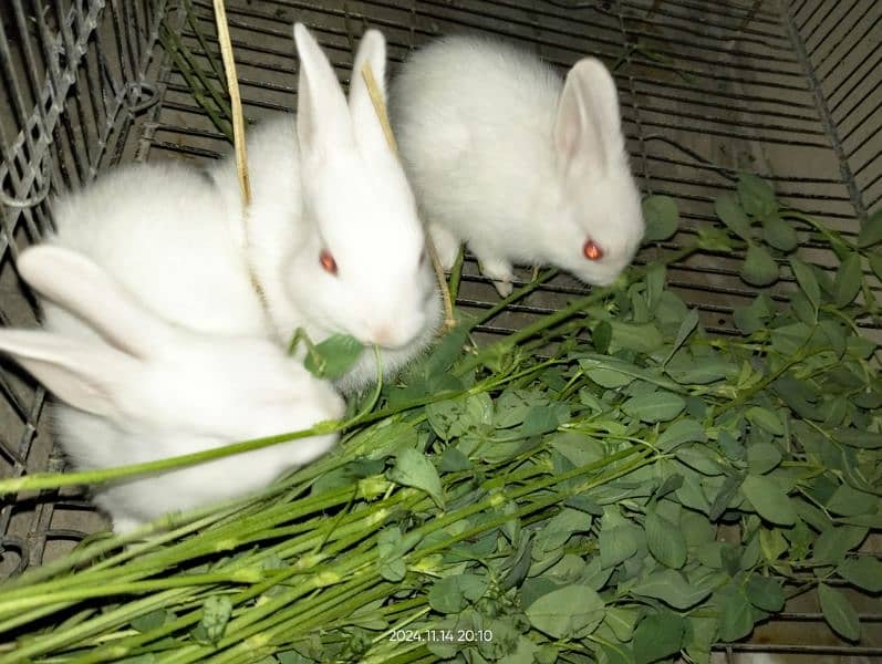 baby rabbits 2 months and 3 months old 0