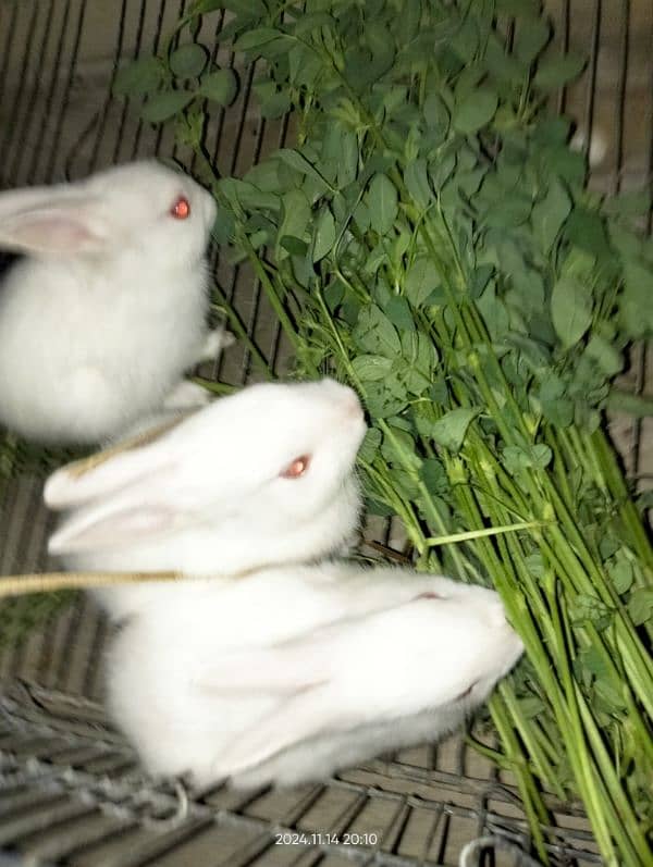 baby rabbits 2 months and 3 months old 1