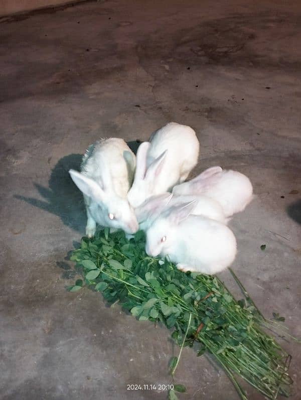 baby rabbits 2 months and 3 months old 2