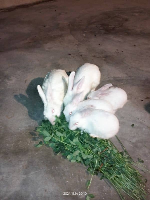 baby rabbits 2 months and 3 months old 3