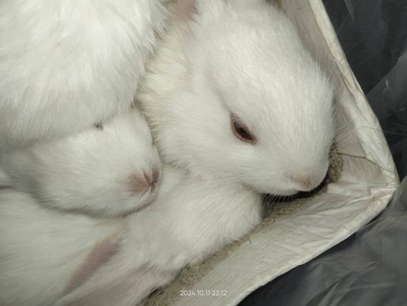 baby rabbits 2 months and 3 months old 5