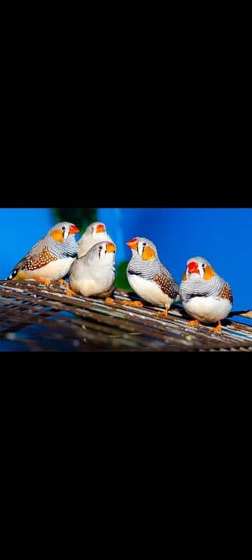 zebra finch available for sale in different colors 1000 pr pair 0