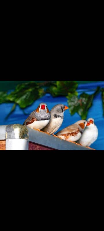 zebra finch available for sale in different colors 1000 pr pair 1