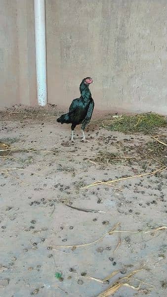 aseel female for sale 1