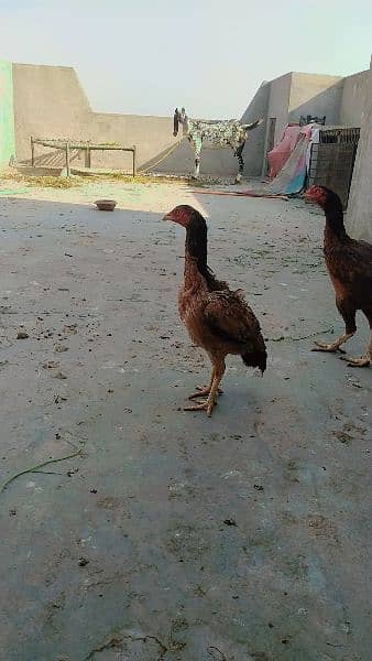 aseel female for sale 2