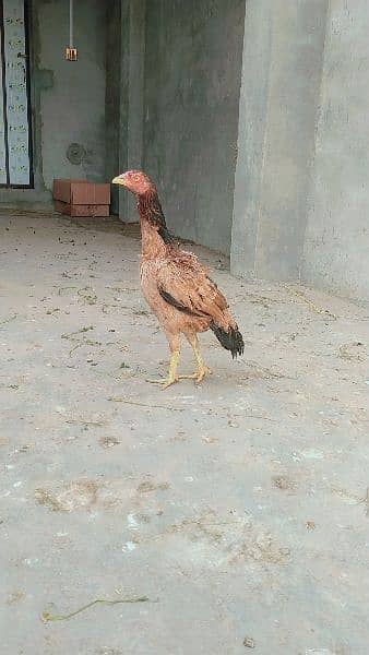 aseel female for sale 3