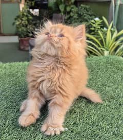 Punch Face pure persian Kitten