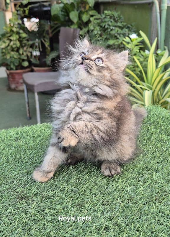 Tabby pure Persian Triple coat Fluffy kitten 0