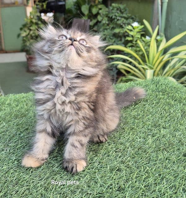 Tabby pure Persian Triple coat Fluffy kitten 1