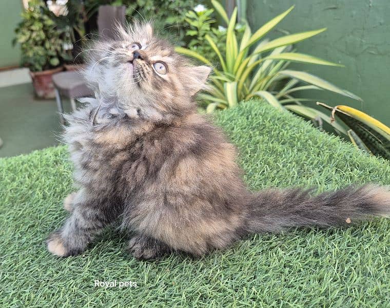 Tabby pure Persian Triple coat Fluffy kitten 2