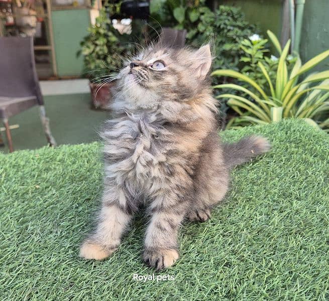 Tabby pure Persian Triple coat Fluffy kitten 3