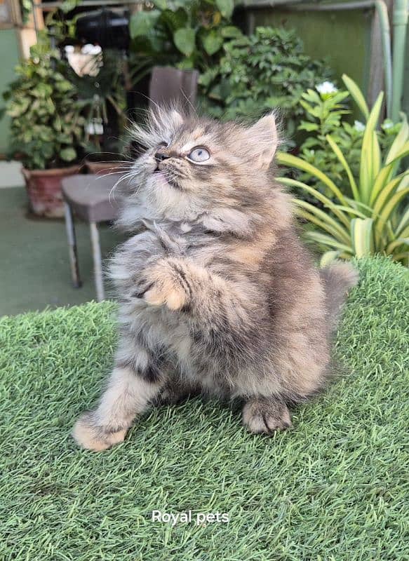 Tabby pure Persian Triple coat Fluffy kitten 4