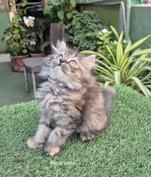 Tabby pure Persian Triple coat Fluffy kitten 5