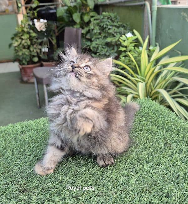 Tabby pure Persian Triple coat Fluffy kitten 6