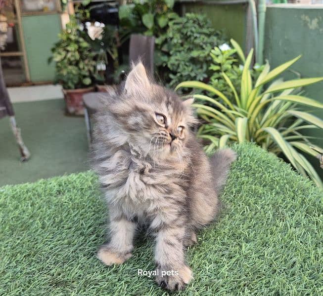 Tabby pure Persian Triple coat Fluffy kitten 7