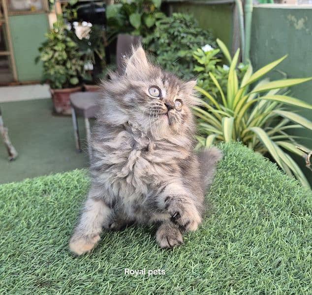 Tabby pure Persian Triple coat Fluffy kitten 8