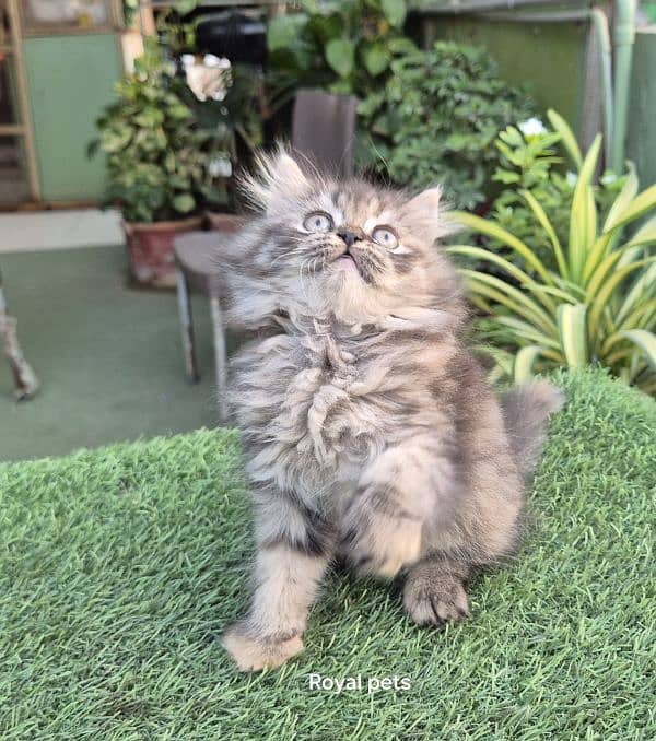 Tabby pure Persian Triple coat Fluffy kitten 9