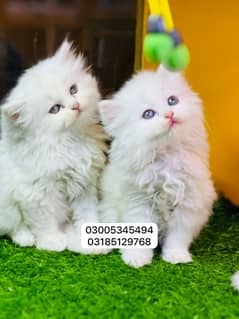 Persian cat kittens available