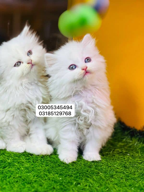 Persian cat kittens available 1