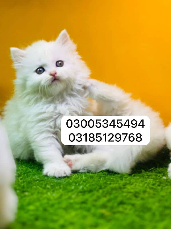 Persian cat kittens available 2