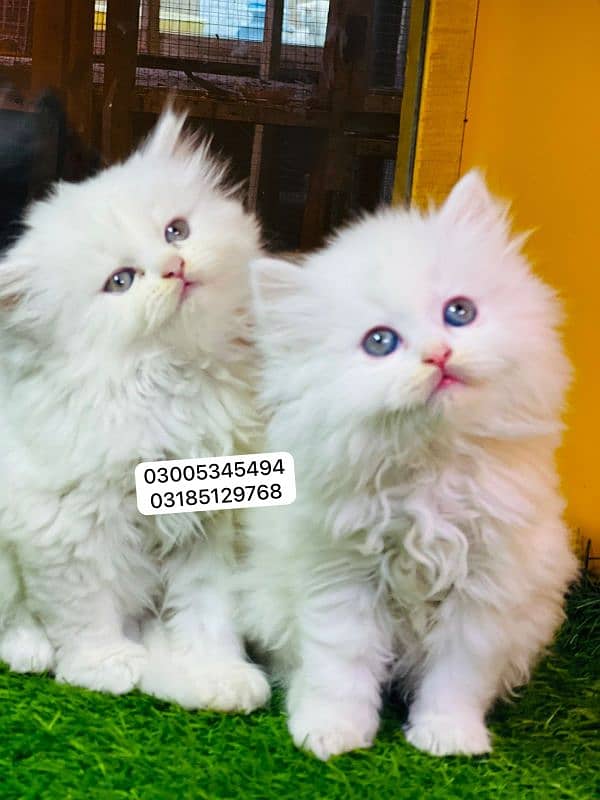 Persian cat kittens available 3