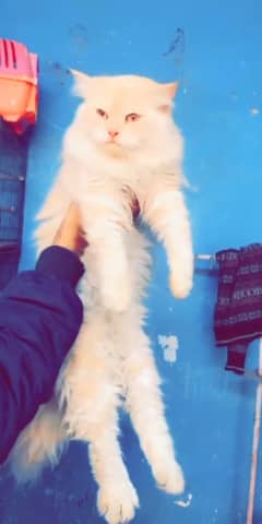 persian male cat