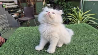 Persian Triple Coat Fluffy Kitten