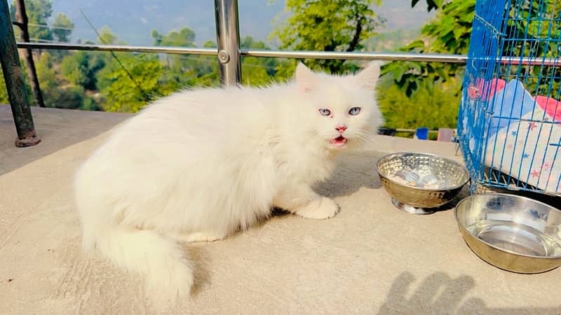 triple coat long hairs blue eyes cat 1