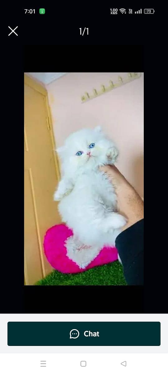 Persian cat for sale male or female my WhatsApp 03188638101 0