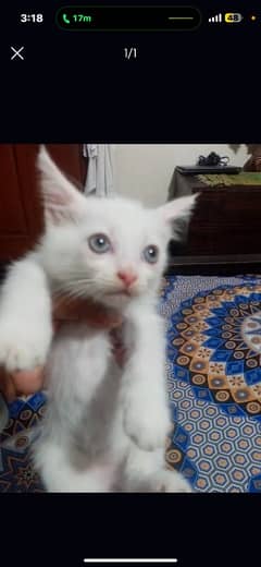 Male persian Cat , kitten white in cheap price