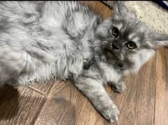 Male Kitten for Sale – 4 Months Old, Vaccinated & Healthy