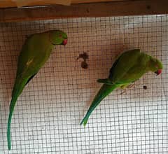 Ringneck bonded pair