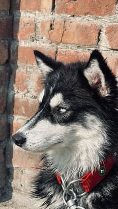 husky female blue eyes