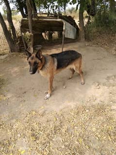 German shepherd female