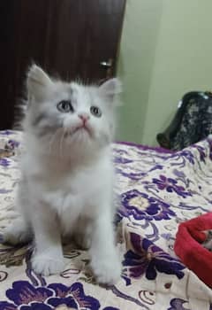 persian kitten for sale