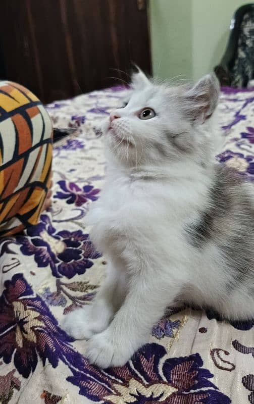 persian kitten for sale 1