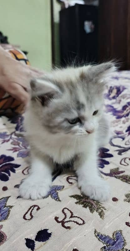 persian kitten for sale 2