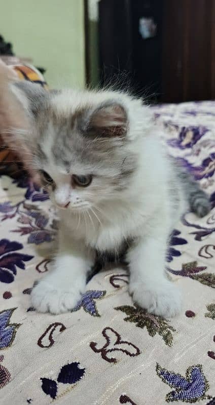 persian kitten for sale 3