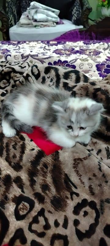 persian kitten for sale 4