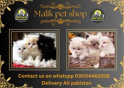 Persian Kittens | Persian Cat | Punch Face Persian | Triple Coated