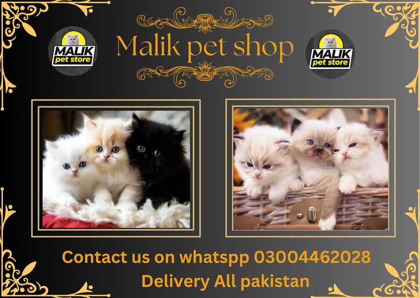 Persian Kittens | Persian Cat | Punch Face Persian | Triple Coated 0