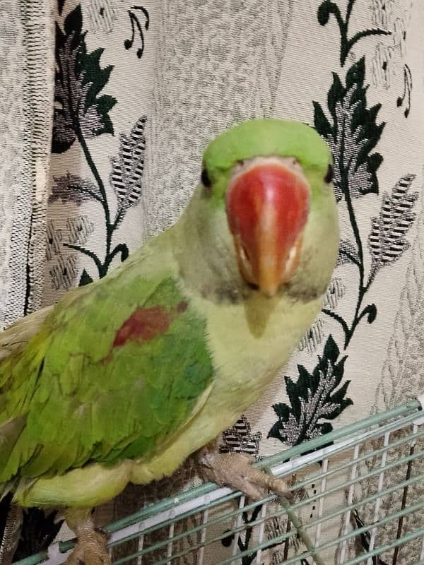 Raw Parrot 7 Month age. . (03245635213) 1