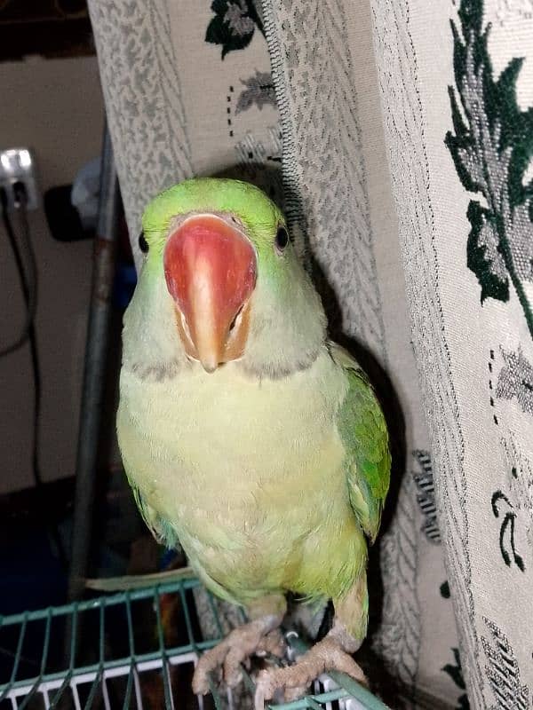 Raw Parrot 7 Month age. . (03245635213) 2