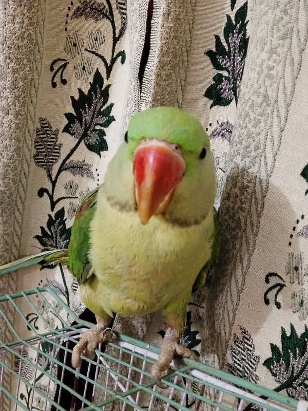 Raw Parrot 7 Month age. . (03245635213) 3