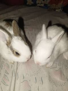 Rabbits & their beautiful babies are available