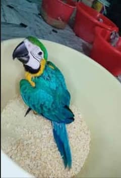 macaw parrot  2 months age