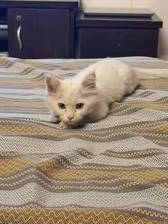 Mix persian full white female kitten